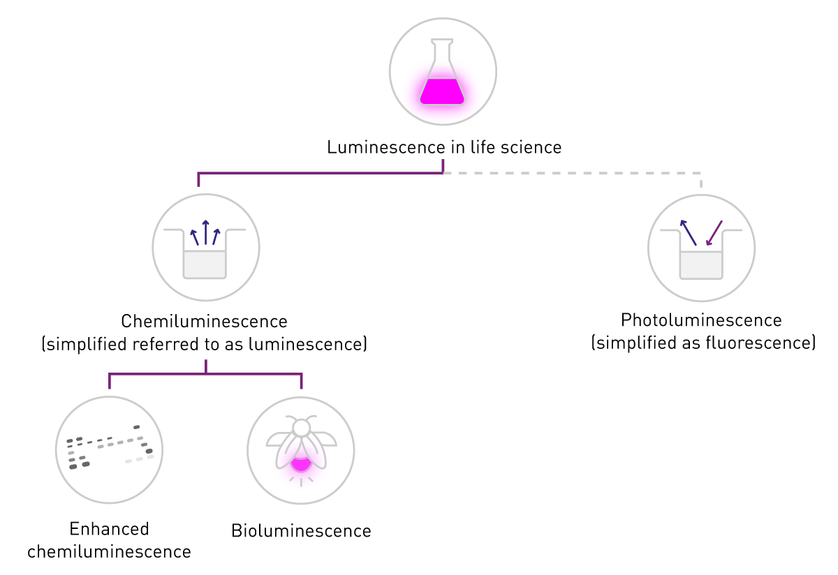 difference between luminescence and chemiluminescence